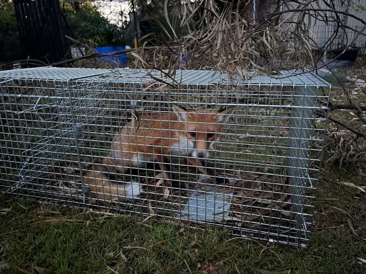 Feral Management 7