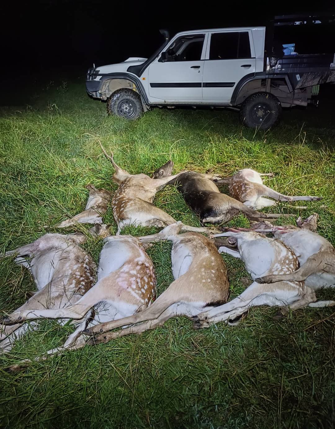 Feral Management 5